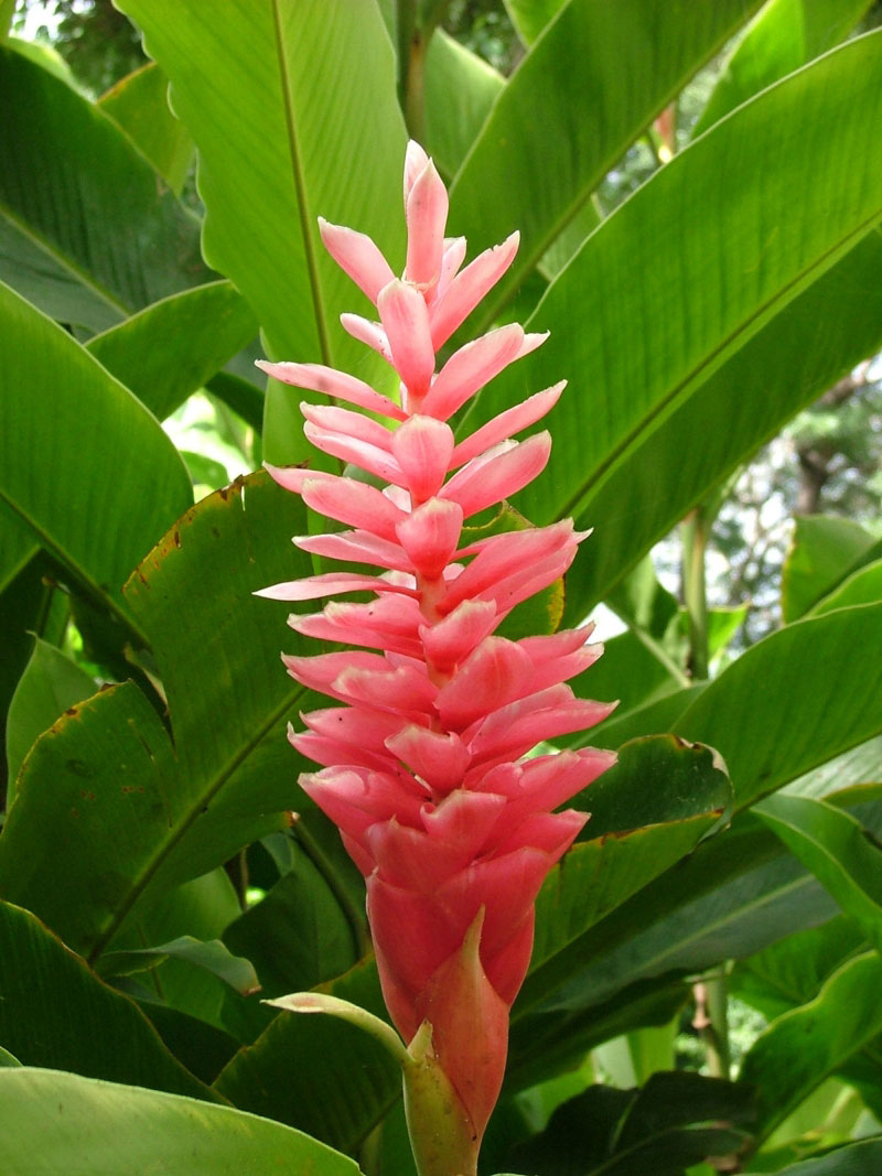 Alpinia Purpurata Pink