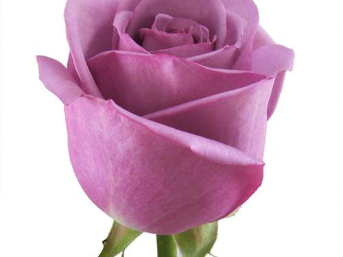 Rosa Cool Water