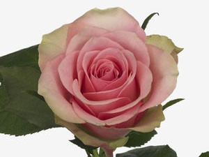 Τριαντάφυλλα Belle Rosa