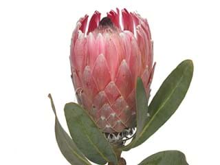 Protea Pink