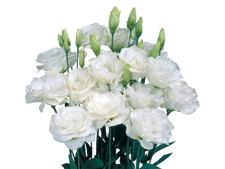 Λυσίανθοι Double White
