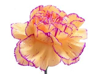 Γαρύφαλλα Imagine