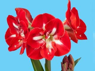 Hippeastrum Dynasty