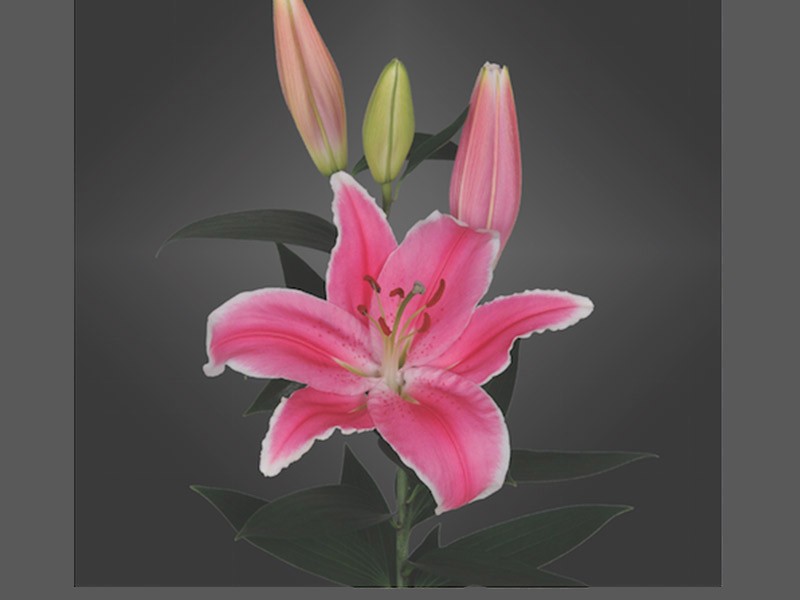 Lilium Or Marlon