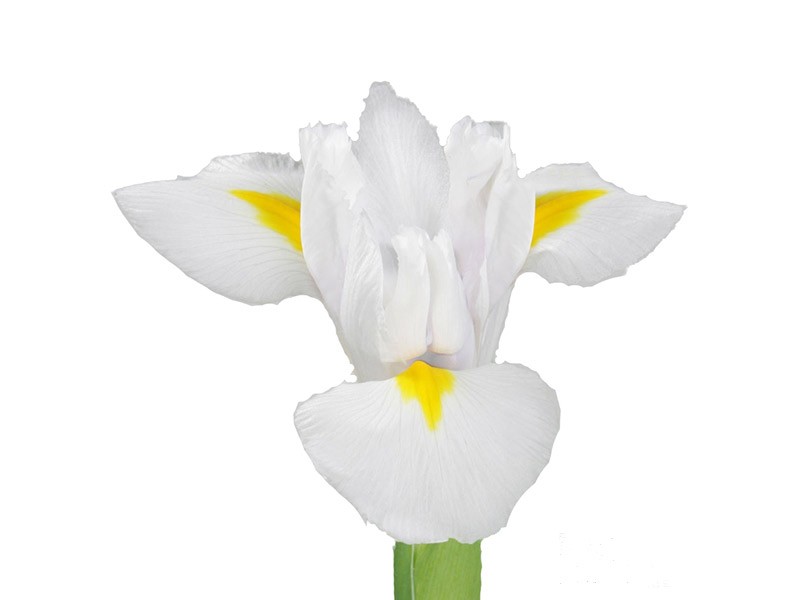 Iris White Magic
