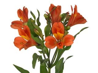 Alstromeria Dancing Queen