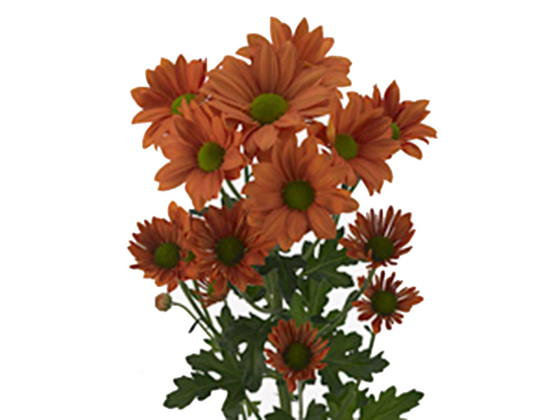 Chrysanthemum African Sun