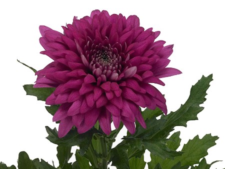 1Hd Chrysanthemum Resomee Dark