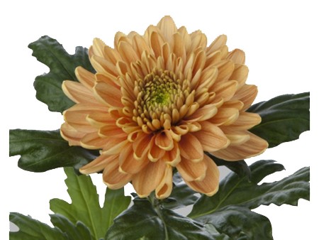 1Hd Chrysanthemum Rossano Or