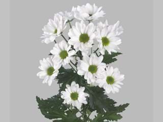 Χρυσάνθεμα Chilli