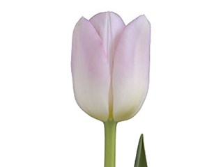 Τουλίπες Dynasty 