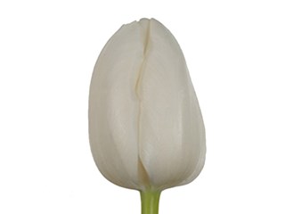 Τουλίπες White Innovation