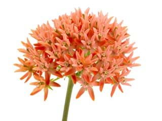 Ασκληπιάς Soft Pink