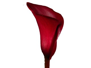 Zantedeschia Captain Maori