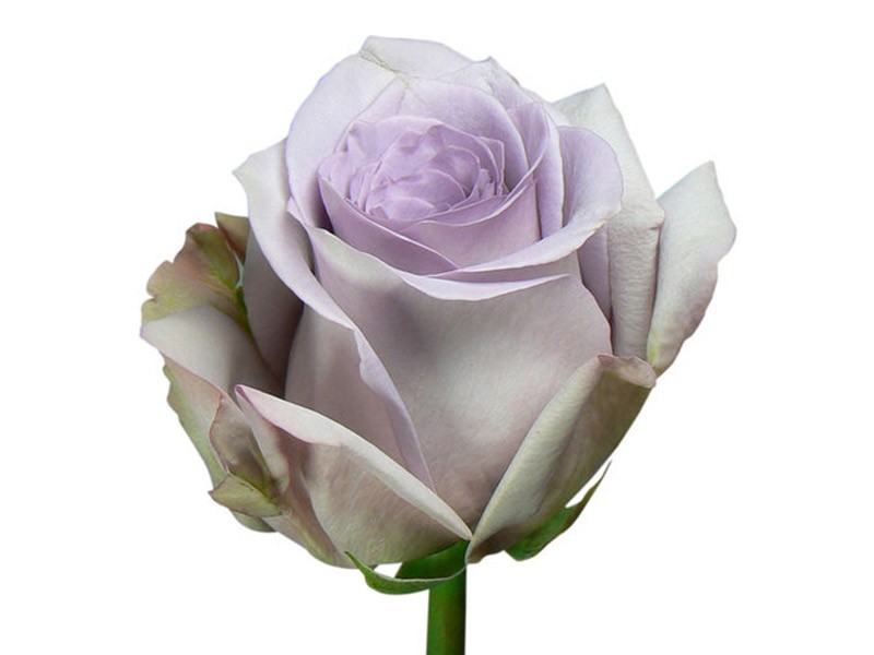 Rosa Avant Gande