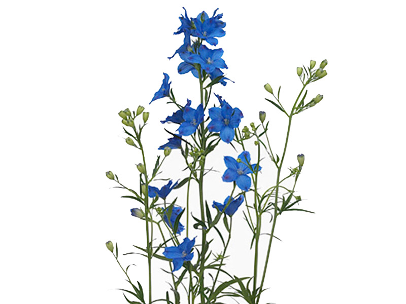 Delphinium Grand Blue