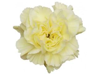 Γαρύφαλλα Natalia