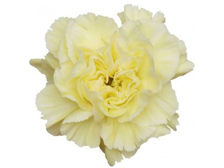 Dianthus Natalia