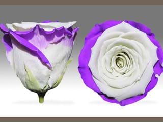 Forever Λευκο Μωβ - NEED TRANSLATION