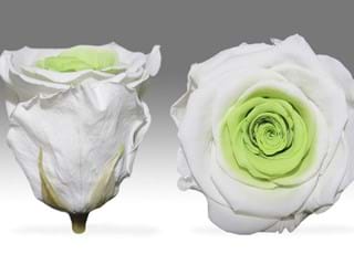 Forever Λευκο Πρασινο - NEED TRANSLATION