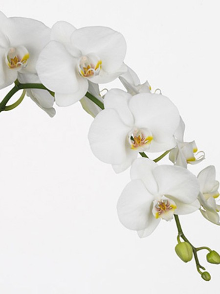 Phalaenopsis Sofia