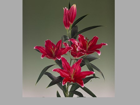 Lilium Or El Santo