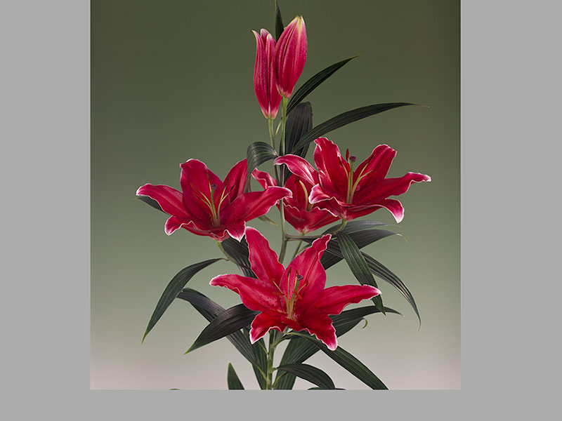 Lilium Or El Santo