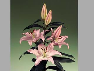 Lilium La Sheila