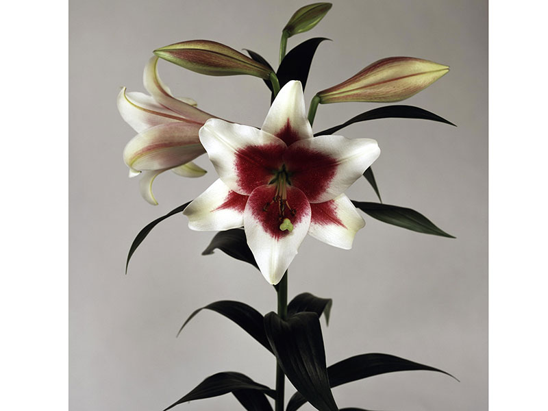 Λιλιουμ Longiflorum Triumphator