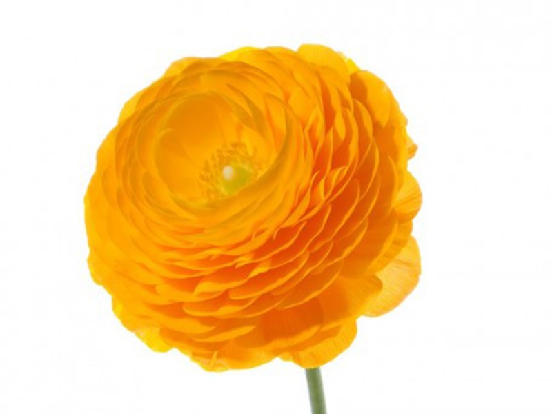 Ranunculus Orange