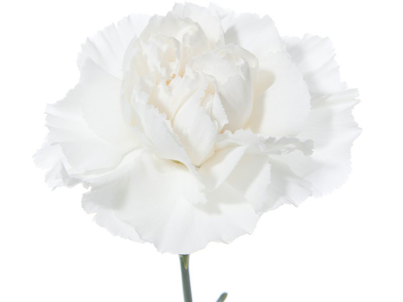 Dianthus White