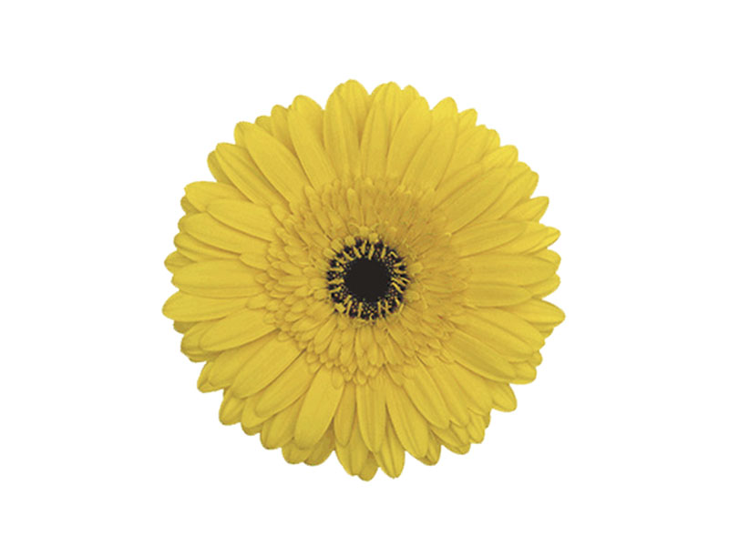 Gerbera Yellow