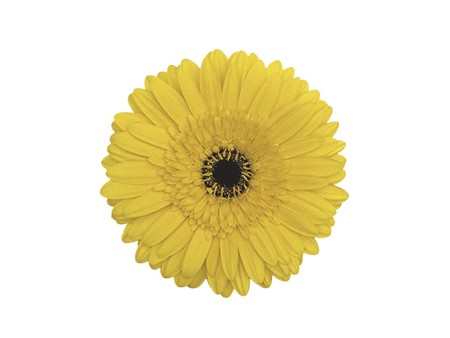 Ζέρμπερες Yellow