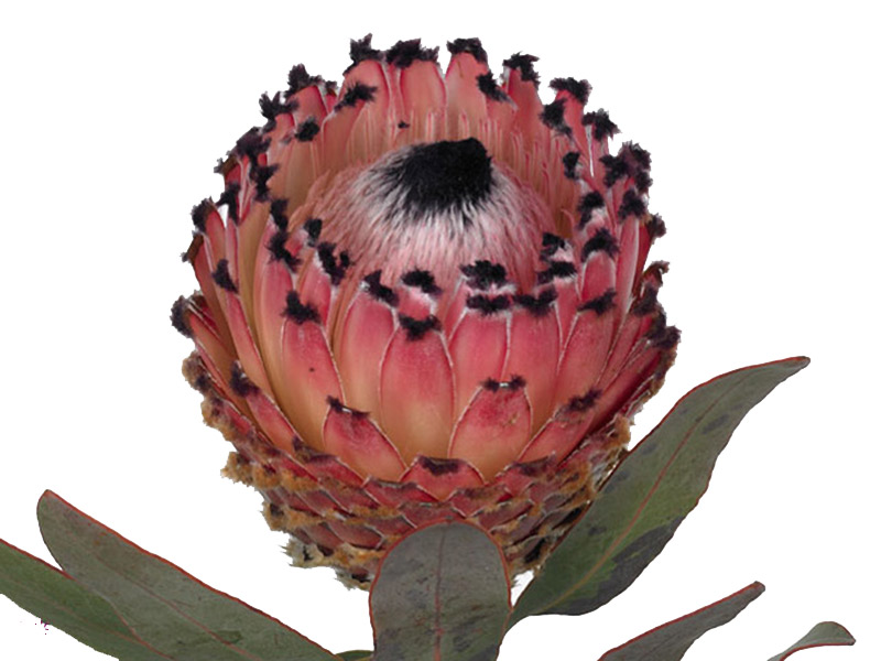 Protea African Queen