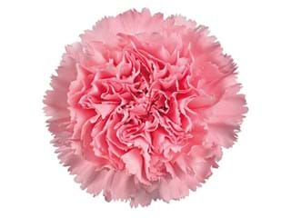 Γαρύφαλλα Ambrosse