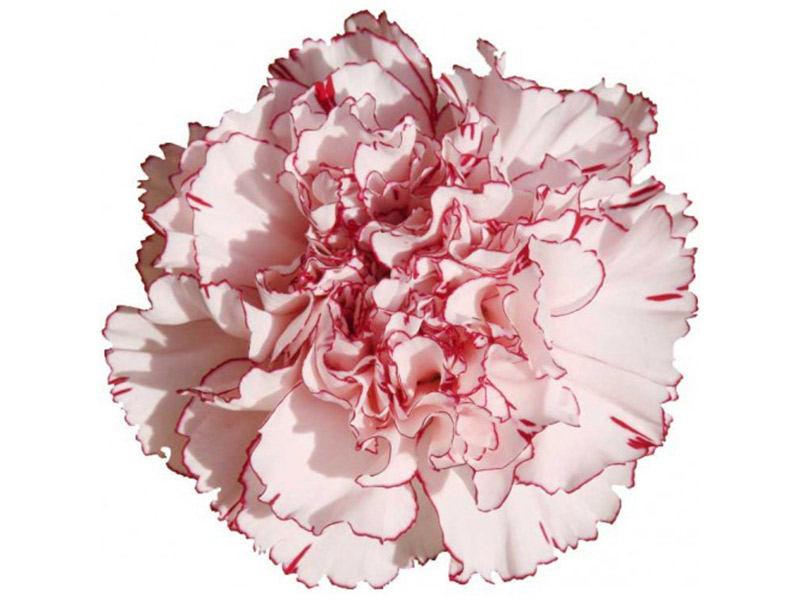 Dianthus Amigo