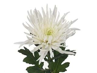 1HD Chrysanthemum Anabel