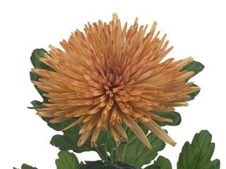 1HD Chrysanthemum Anastasia Bronze