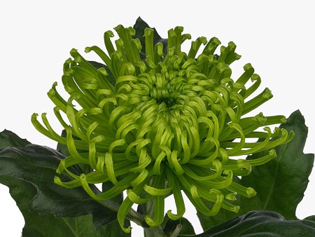 1hd Χρυσάνθεμα Anast D Green