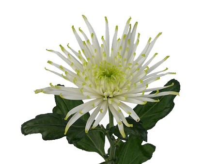 1Hd Χρυσάνθεμα Anastasia Star White