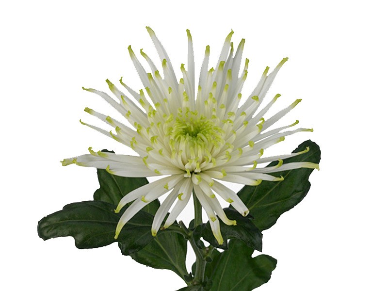 1Hd Χρυσάνθεμα Anastasia Star White