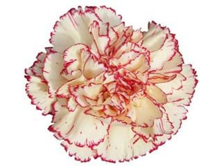 Γαρύφαλλα Antile