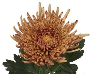 1Hd Chrysanthemum Aral