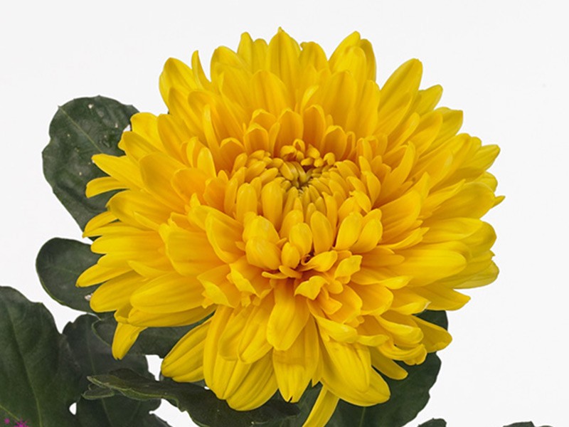 1Hd Χρυσάνθεμα Astro Golden
