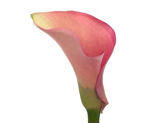 Zantedeschia Auckland