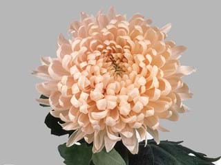 1Hd Chrysanthemum Avignon