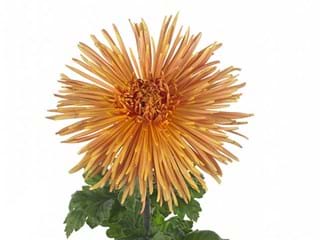 1Hd Chrysanthemum Axilia