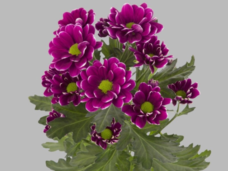 Chrysanthemum Alamos