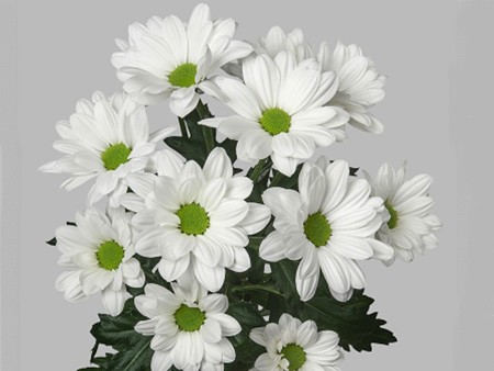 Χρυσάνθεμα Alero White