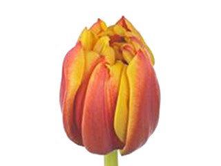 Τουλίπες Allgretto 